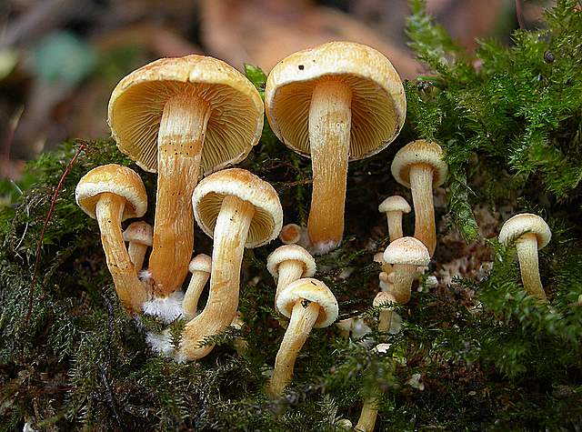 Le prime specie primaverili